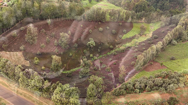 Gatura Greens Purple Tea Farm