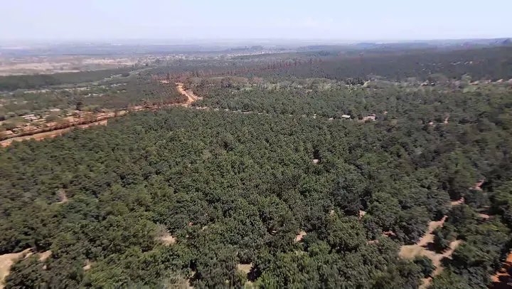 Kakuzi PLC Macadamia and Avocado Farm